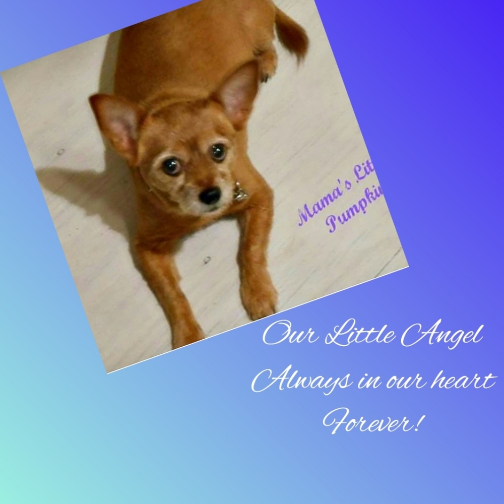 Meet your Posher, Susan & Randy - Picture 3 of 7